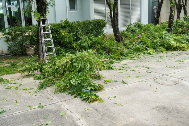 The Steps Involved in Our Tree Care Process in Lake City, SC